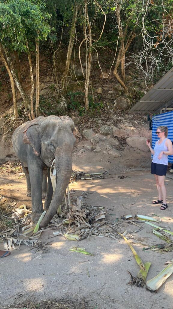 Elephant Wildlife Sanctuary