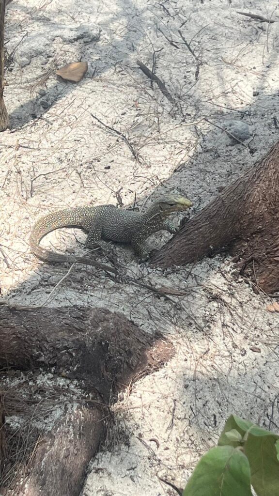 Lizard in Thailand